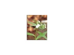 Arnebia extract powder图1