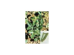 Akebia Caulis extract powder图1