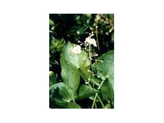 Alisma extract powder图1