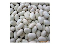 Kidney Beans图1