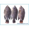 tilapia-005