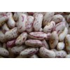 Light Speckled Kidney Beans Long Shape 2010 New Crop