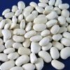 White Kidney Bean (003)