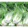 Supply Natural Cabbage Extract Powder