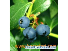 Blueberry Extract Juice 65 Brix(sales06@nutra-max.com)图1