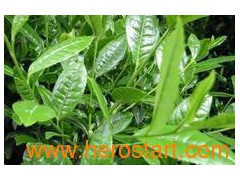 Green tea extract,Polyphenols图1