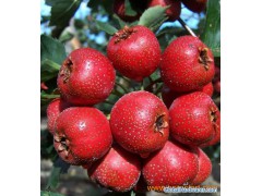 Natural Hawthorn Extract图1