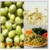 Crop_Chinese_Green_Mung_Beans_green_gram