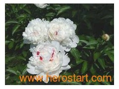 Paeonia lactiflora P.E.图1