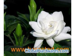 Gardenoside图1