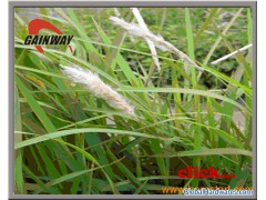 Couch grass Extract Ingredient Herbal Health图1