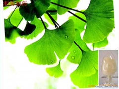 Ginkgo Leaf  Extract图1