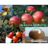 Pomegranate Plant Extract