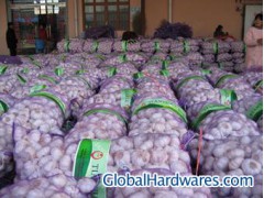 supply garlic (normal white & pure white garlic)图1