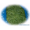Frozen Green Beans