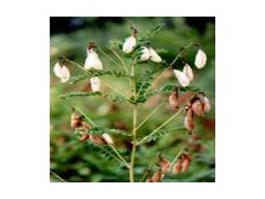 Astragalus / Bay Chi extract图1