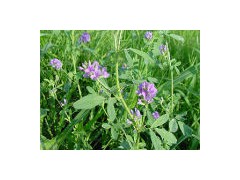 Alfalfa extract powder图1