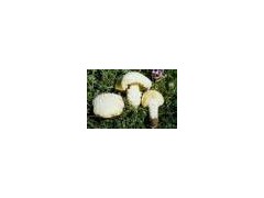 Armillarella mrllea powder图1