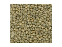 Green Coffee Bean图1