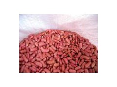 Light Red Kidney Bean图1