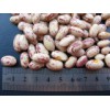 Light Speckle Kidney Bean (250-300PCS /100G)