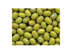 Green bean图1