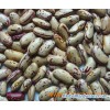 light speckled kidney beans 01