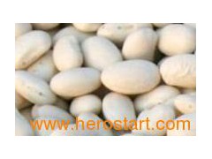 Japanese type white kidney beans图1