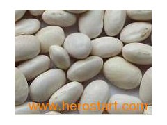 Baishake type white kidney beans图1