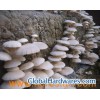 Oyster Mushroom Extract Powder