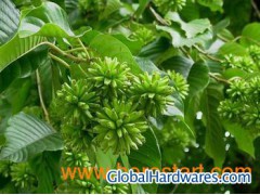 10-Hydroxycamptothecin图1