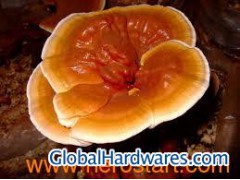 Reishi Mushroom Extract-Polysaccharides & Triterpenoids图1