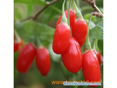 Goji(Wolf) Berry Powder-Polysaccharides图1