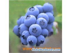 Blueberry Extract-Anthocyanidin图1