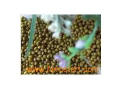 Mung Beans 011图1