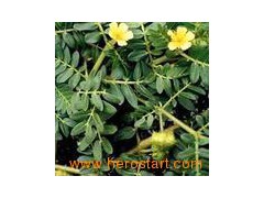 Tribulus Terrestris Extract图1