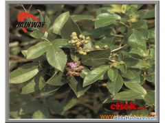 Chasteberry Extract Ingredient Herbal Health图1