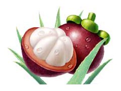 mangosteen extract图1