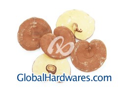 Lucid Ganoderma / Reishi图1