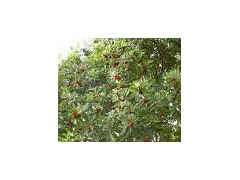Bayberry Root Bark extract powder图1