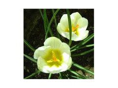 Carthamus extract powder图1