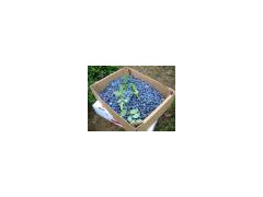 plant antifreeze图1