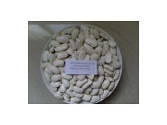 Large White Kidney Bean图1