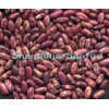 Purple Specked Kidney Beans