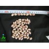 Long Shape White Kidney Bean