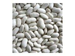 White Kidney Bean图1