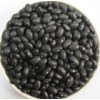 Black Turtle Beans or Small Black Kidney Bean