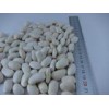 Medium White Kidney Beans -2