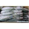 blue mackerel-004