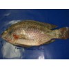 tilapia-007